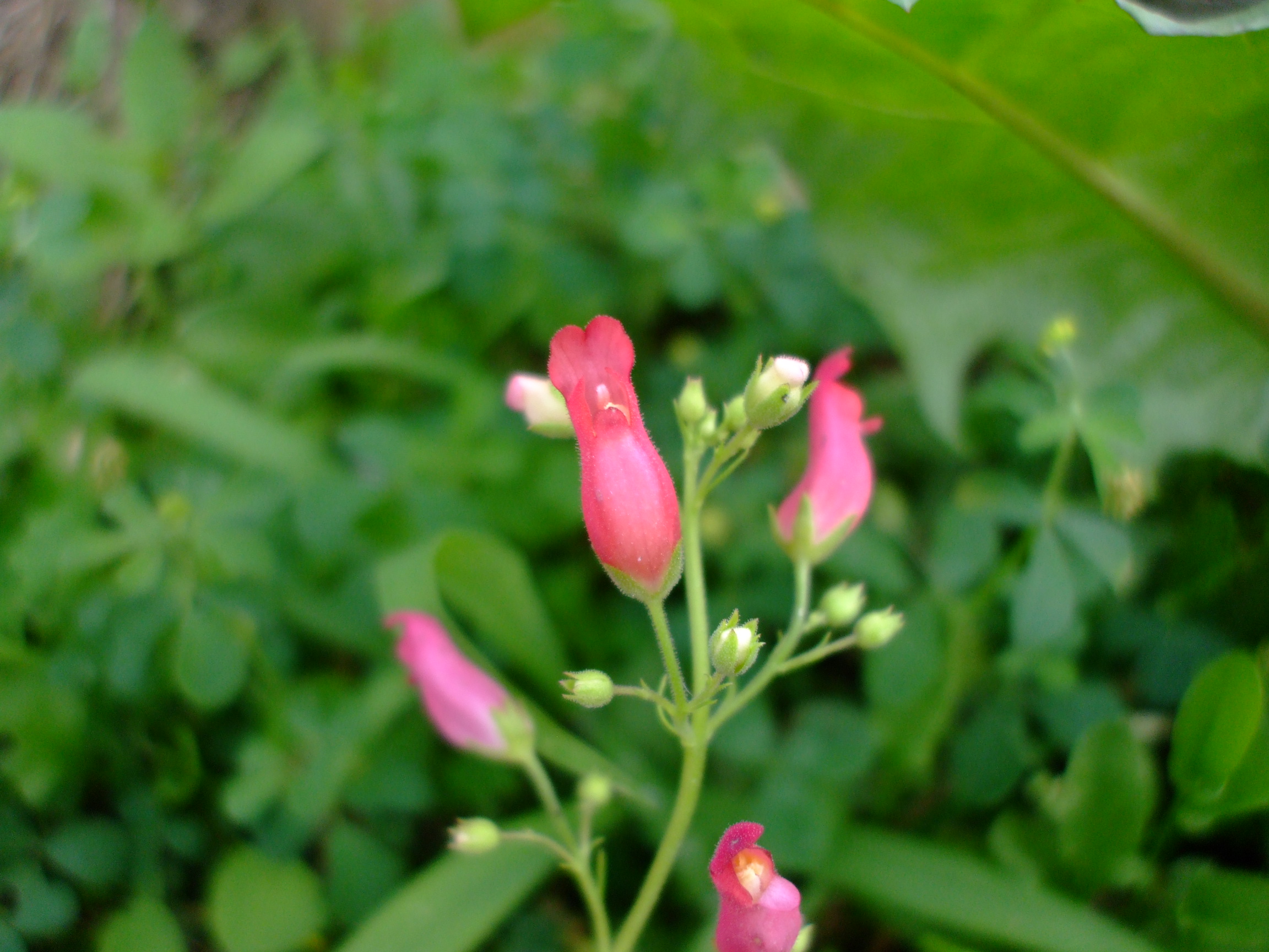 Scrophularia macrantha